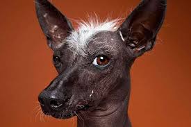 perro centrado